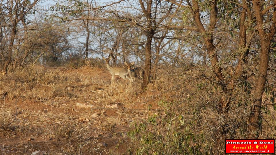 Ethiopia - 632 - Dik Dik.jpg